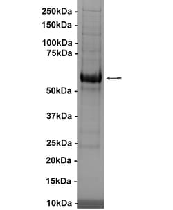 Eurofins DiscoverX ULK2 Protein, Active 10 &mu;g | Buy Online | Eurofins DiscoverX | Fisher Scientific